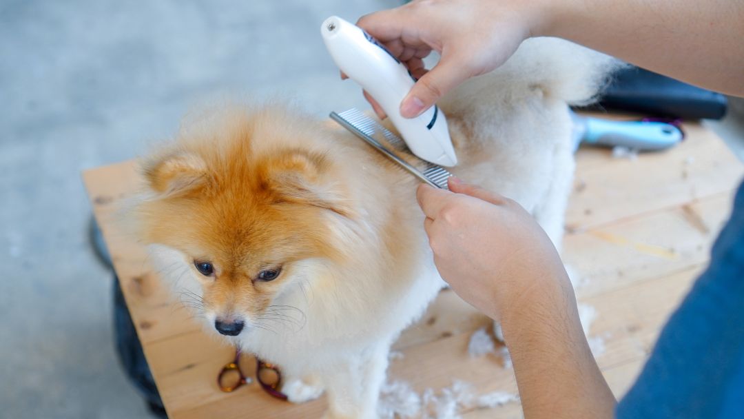 hautprobleme-hund-ursachen-vorbeugen Hund bekommt Fellpflege, das ist wichtig für die Vorbeugung von Hautproblemen.