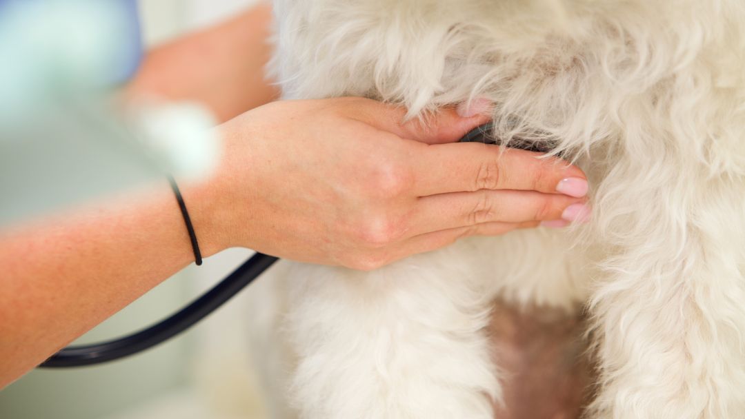herzinsuffizienz-hund-diagnose-behandlung Herzinsuffizienz wird beim Hund diagnostiziert.