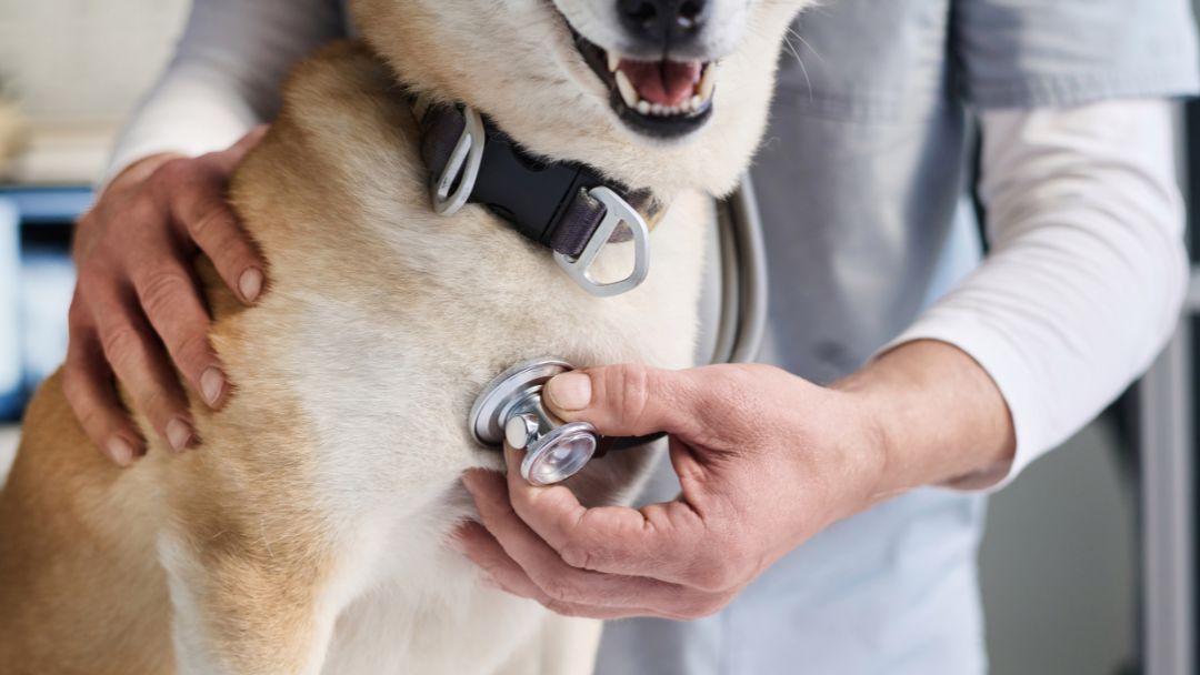 herzinsuffizienz-hund-symptome Hund beim Tierarzt wegen Herzinsuffizienz.