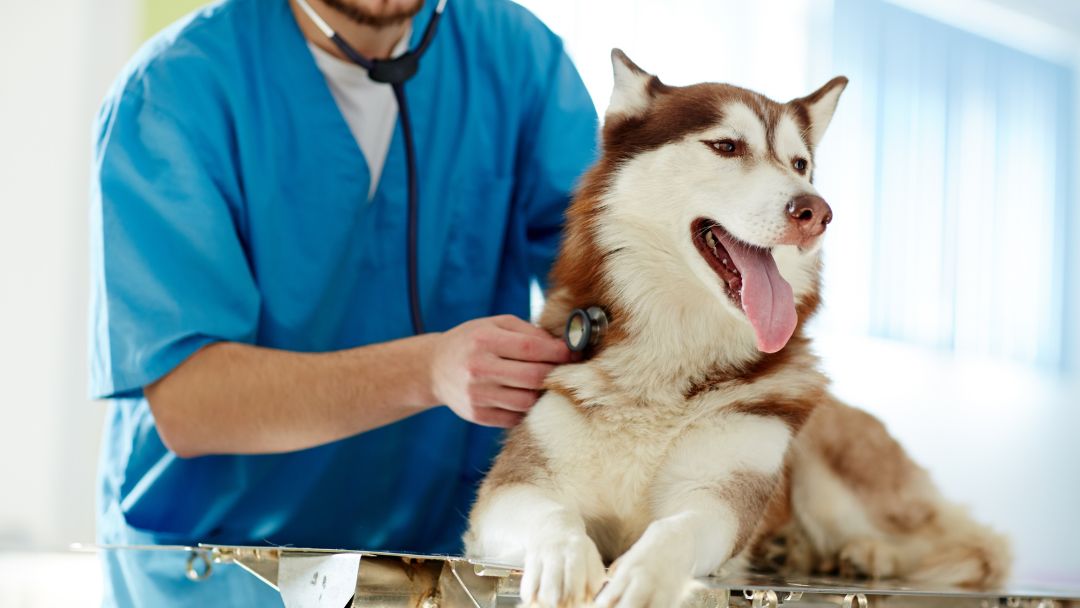 herzwürmer-hund-diagnose-behandlung Hund wird wegen Herzwürmern behandelt.