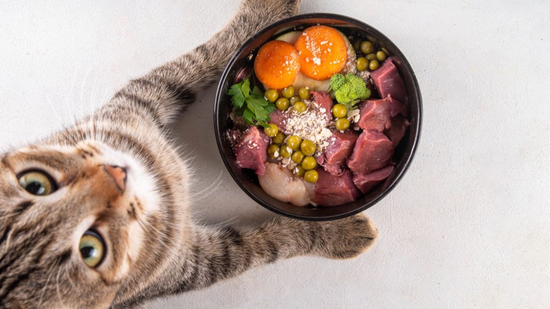 katze-gastritis-behandlung Katze mit Barf-Futter Eine Ernährungsumstellung ist essentiell für die Behandlung von Gastritis.