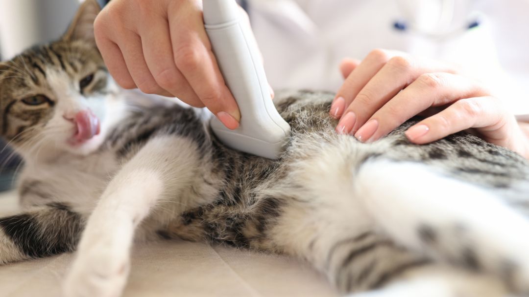 katze-harnsteine-diagnose-behandlung Katze beim Tierarzt bekommt Ultraschalluntersuchung. Es ist wichtig, um Harnsteine zu diagnostizieren.