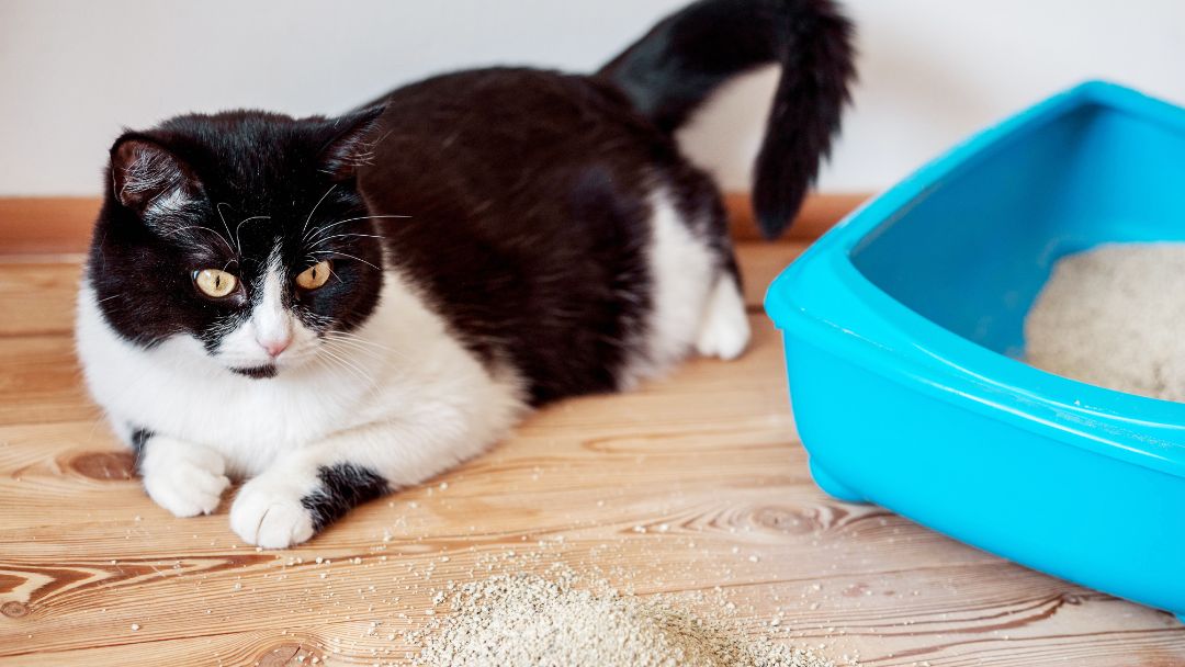katze-harnsteine-symptome Katze neben Katzenklo. Häufigem Urinieren von kleinen Regen ist ein typisches Symptom von Harnsteinen.