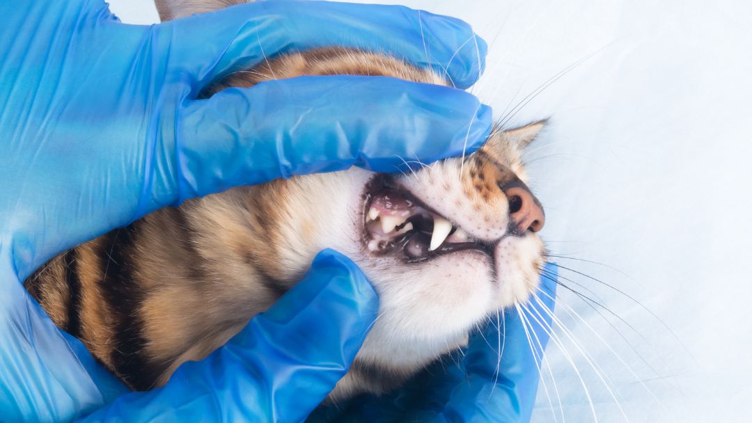 katze-zahnstein-untersuchung Zahnstreinuntersuchung bei einer Katze.