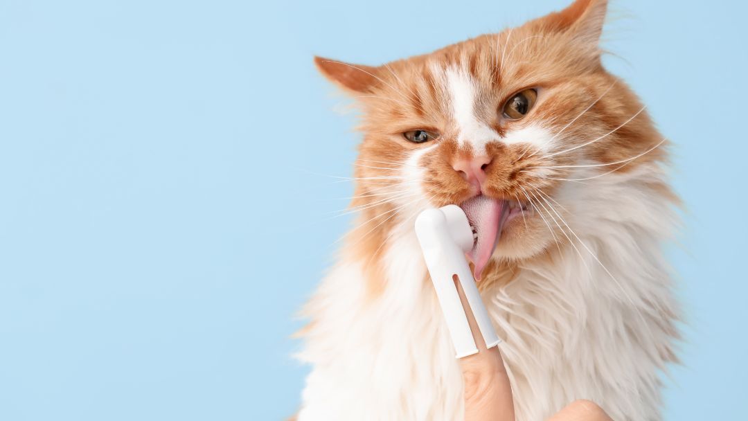 katze-zahnstein-vorbeugen Zähneputzen bei Katzen ist wichtig, um Zahnstein vorzubeugen.