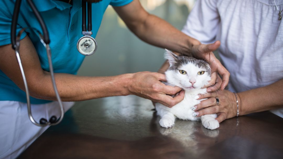 katzenpocken-diagnose-behandlung Katze beim Tierarzt zur Untersuchung und Behandlung von Katzenpocken.