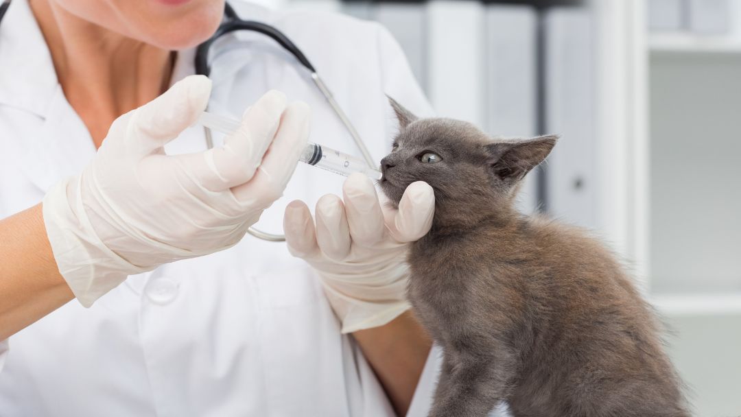 katzenschnupfen-behandlung Katze erhält Antibiotika Als Behandlung gegen Katzenschnupfen