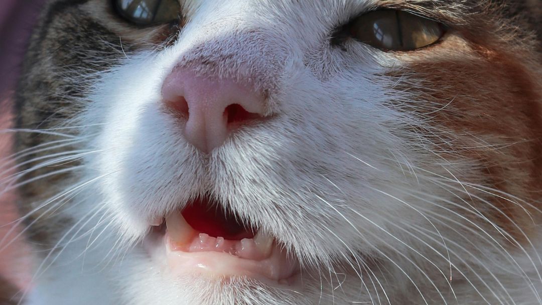 katzenschnupfen-diagnose Katze mit verstopfter Nase, ein frühes Anzeichen von Katzenschnupfen.