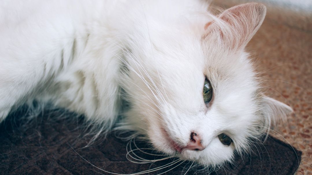 katzenschnupfen-symptome Katze wirkt abgeschlagen. Fieber und Abgeschlagenheit sind Symptome von Katzenschnupfen bei Katzen.