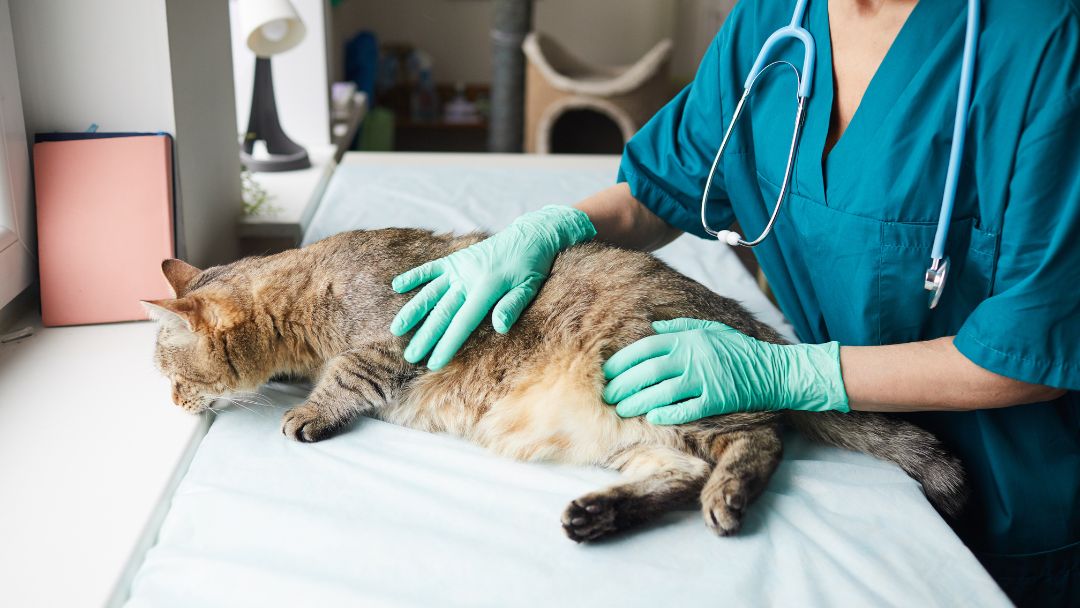 katzenseuche-behandlung Katze beim Tierarzt zur Behandlung und Untersuchung von Katzenseuche