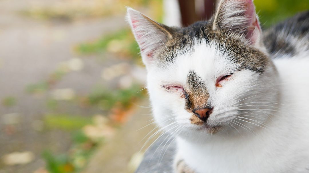 katzenseuche-symptome Katze mit roten, krustigen Augen. Ein typisches frühes Syndrom von Katzenseuche.