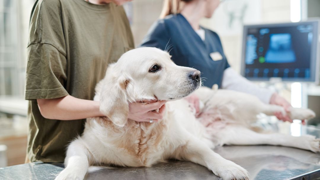 kreuzbandriss-hund-diagnose-behandlung Hund bekommt vom Tierarzt einen Kreuzbandriss diagnostiziert und wird behandelt.
