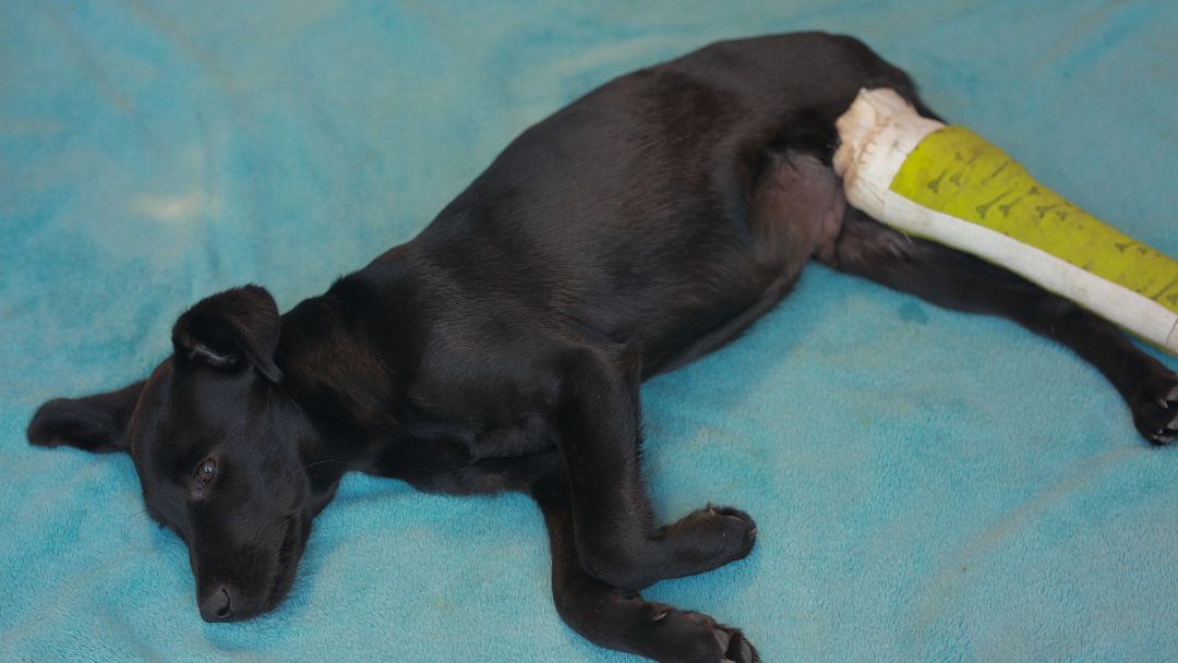 kreuzbandriss-hund-ursachen-symptome Welpe mit Kreuzbandriss