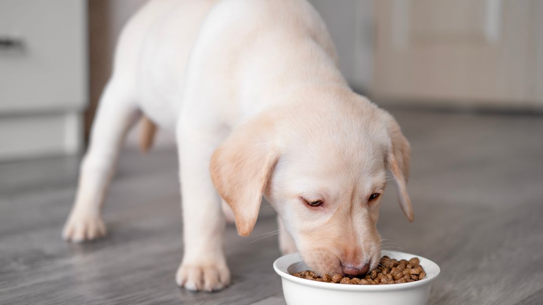 labrador-welpe-pflege-fütterung Labradorwelpe frisst gesundes Futter