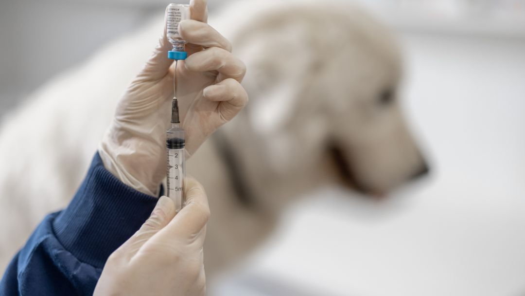 leishmaniose-hund-behandlung Und bekommt Antibiotika initiiert gegen Leishmaniose.