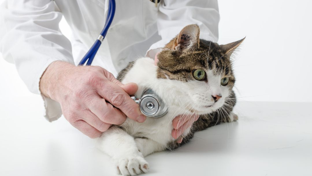 lungenwürmer-katze-diagnose-behandlung Tierarzt untersucht die Katze auf Lungenwürmer.