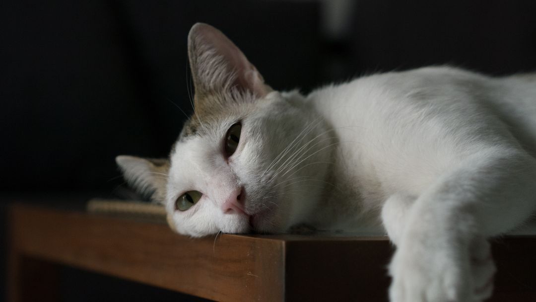lungenwürmer-katze-symptome Katze mit Lungenwürmern wird sehr abgeschlagen, ein typisches Symptom.
