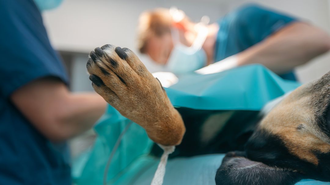magendrehung-hund-op-Behandlung Magen Drehung OP bei Hund.