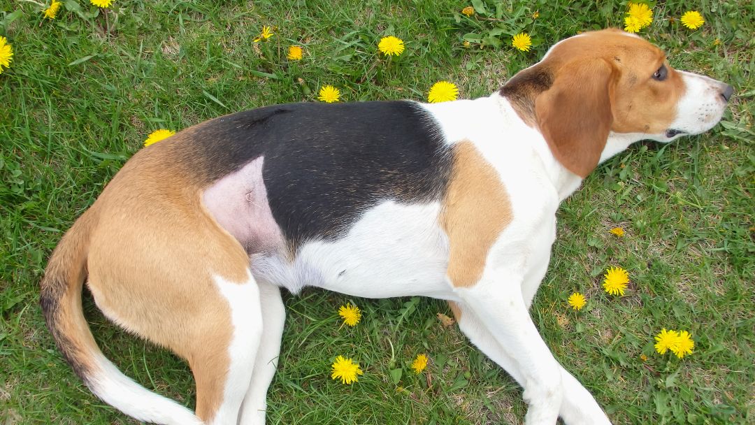 magendrehung-hund-symptome Hund mit Bauchschmerzen: ein typisches Symptom von Magendrehung.
