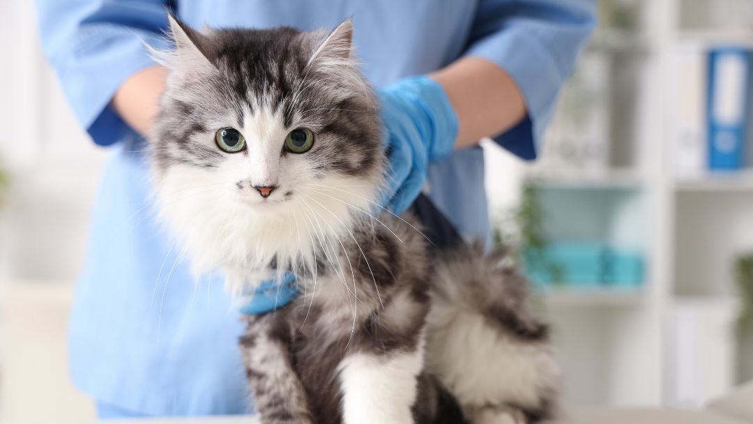 nierenschwäche-katze-untersuchung Katze wird vom Tierarzt auf Nierenprobleme untersucht.