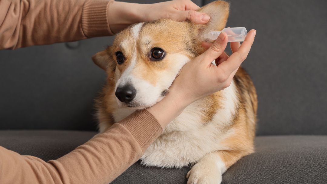 ohrenentzündung-hund-erste-hilfe-behandlung Hund mit Ohrenentzündung bekommt Ohrentropfen zur Behandlung.