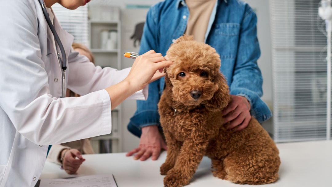 ohrenentzündung-hund-symptome-ursachen Hund mit Ohrenentzündung wird vom Tierarzt behandelt.