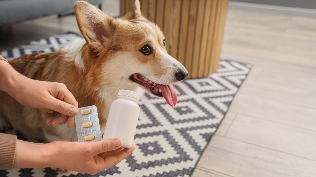 parasiten-hund-behandlung-vorbeugen Hund bekommt Tablette als Behandlung und Vorbeugung gegen Parasiten.