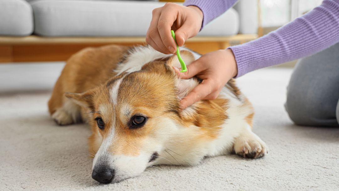parasiten-hund-zecken Hund bekommt Zecke entfernt.
