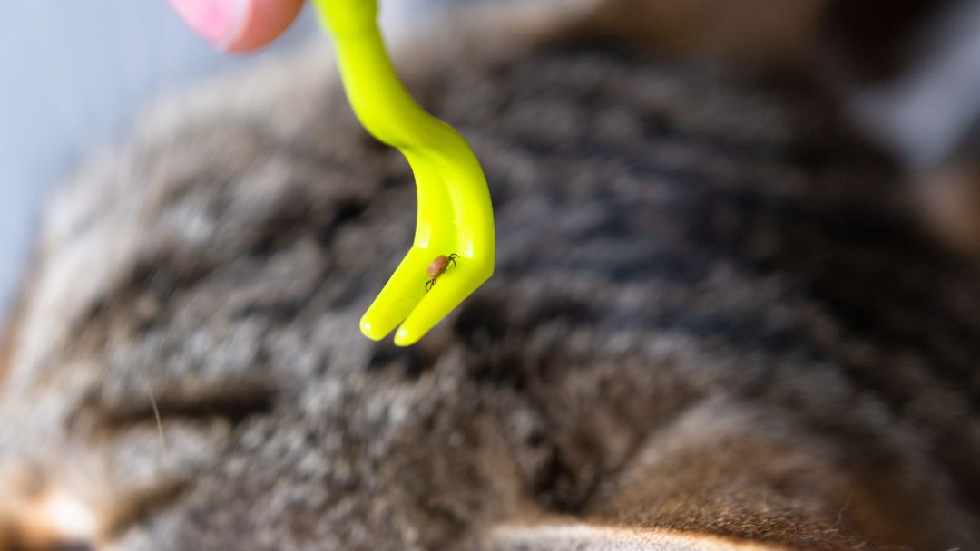 parasitenbefall-katze-behandlung Zecken entfernen bei einer Katze.
