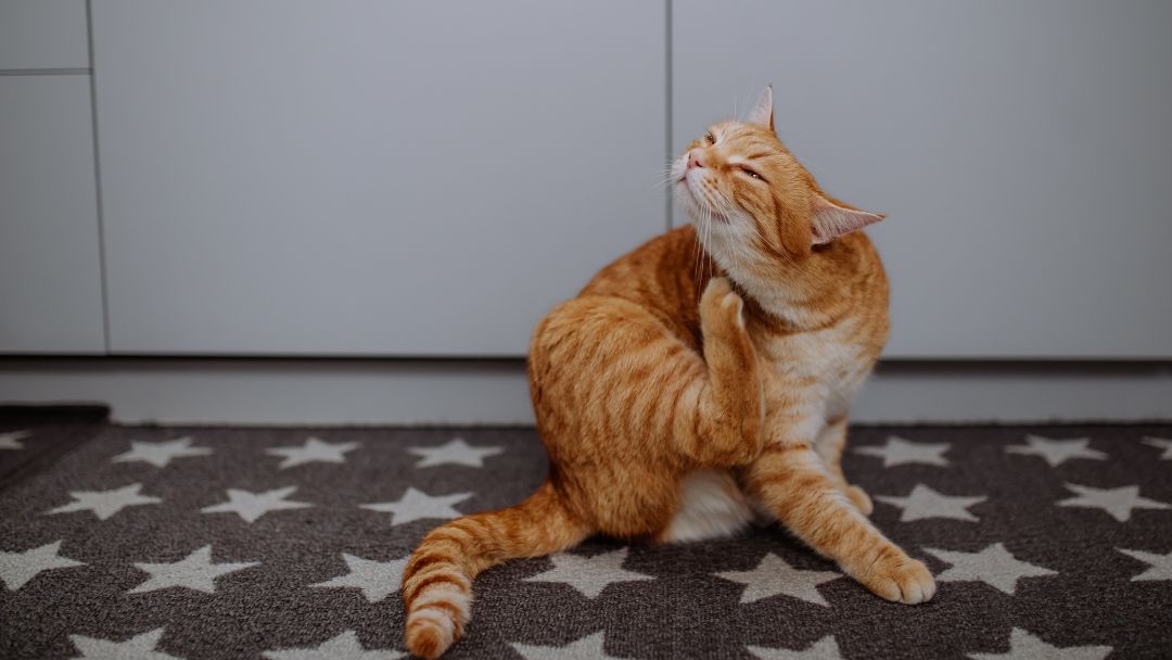 parasitenbefall-katze-symptome Katze kratzt sich. Unkontrolliertes Kratzen ist ein häufiges Symptom für einen Parasitenbefall wie Flöhe.