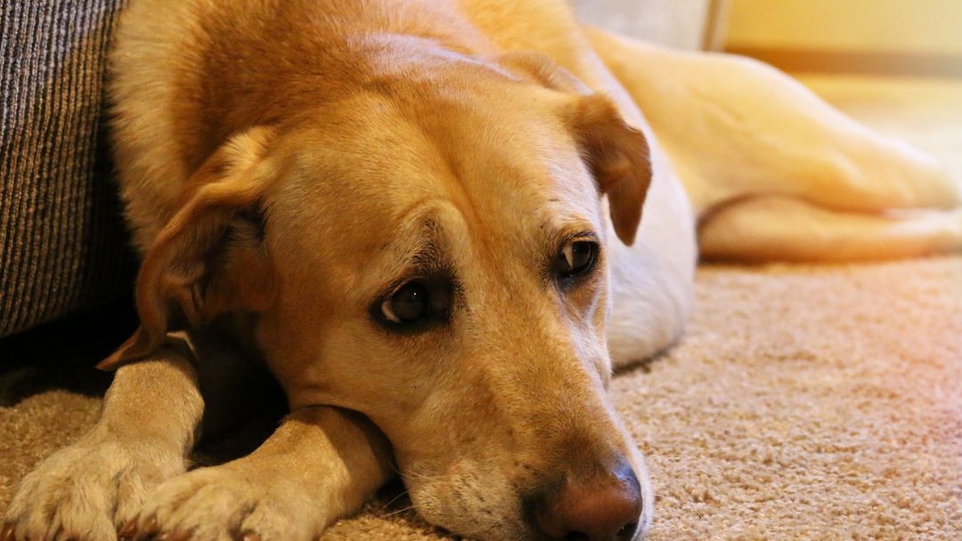patellaluxation-hund-symptome Hund Pyometra liegt traurig