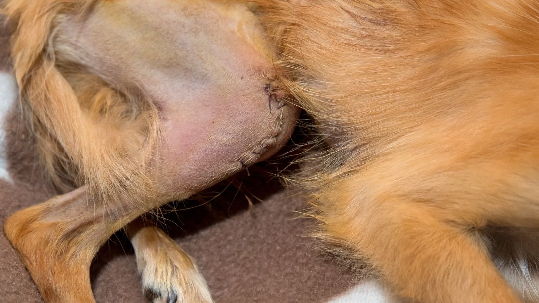 patellaluxation-hund Patellaluxation beim Hund