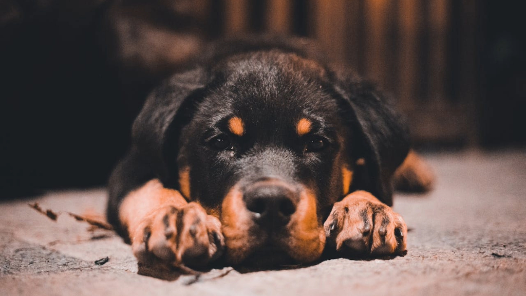 pexels-introspectivedsgn-12727640 (1) pexels introspectivedsgn 12727640 1