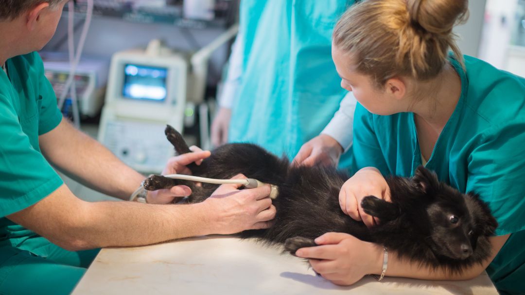 scheinträchtigkeit-hund-diagnose-behandlung Hündin wird auf scheintraechtigkeit untersucht vom Tierarzt.