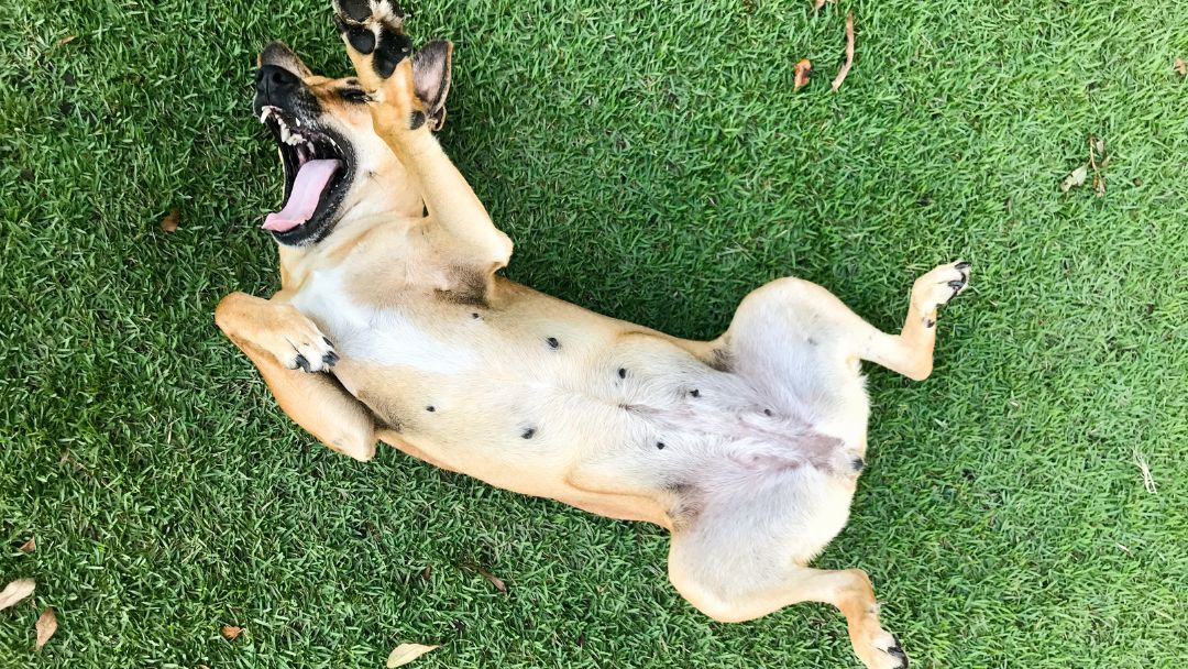 scheinträchtigkeit-hund-symptome Hündin mit geschwollenen Zitzen, ein häufiges Symptom von scheintraechtigkeit.