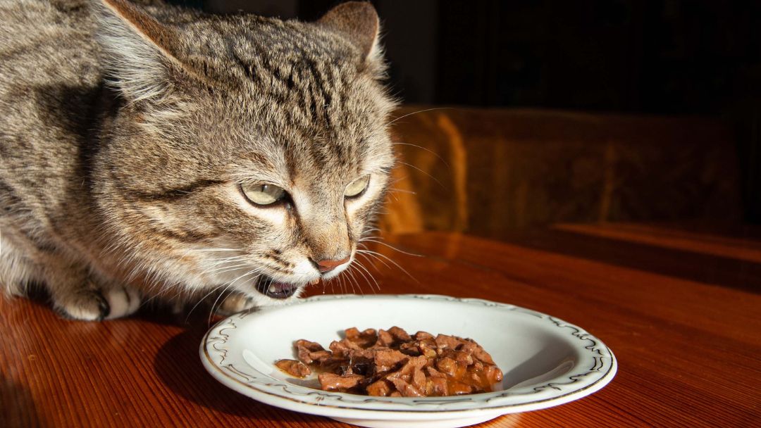 schilddrüsenerkrankungen-katze-behandlung-ernährung Katze frisst jodarme Futter: Eine Ernährungsumstellung ist essentiell für die Behandlung von Schilddrüsenerkrankungen