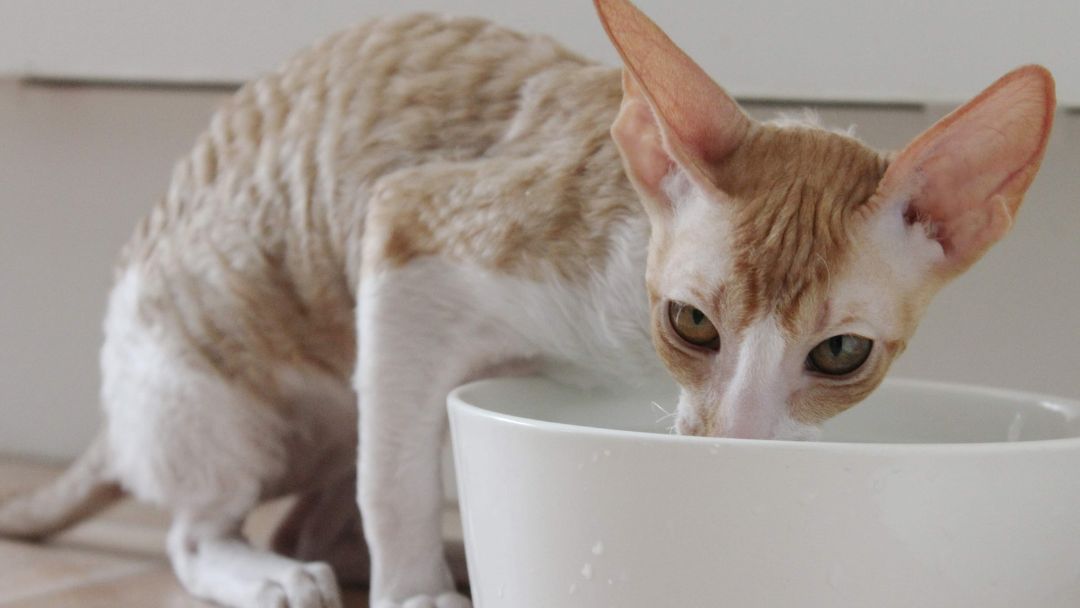 schilddrüsenerkrankungen-katze-symptome Dürre Katze trinkt viel. Vermehrtes Trinken und Abmagern sind häufige Symptome von Schilddrüsen-Erkrankungen bei Katzen.