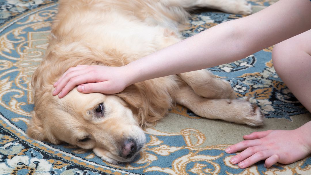 staupe-hund-symptome Hund liegt abgeschlagen auf dem Boden. Ein typisches Symptom von Staupe.