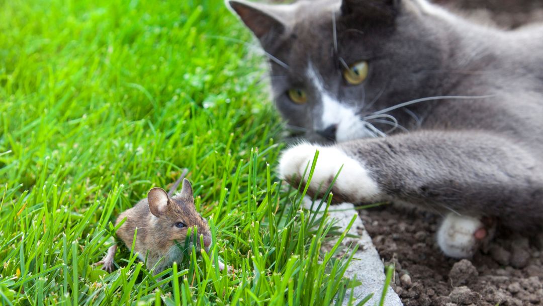 toxoplasmose-katze-übertragung Katzen mit Maus, Mäuse übertragen, Toxoplasmose an Katzen.
