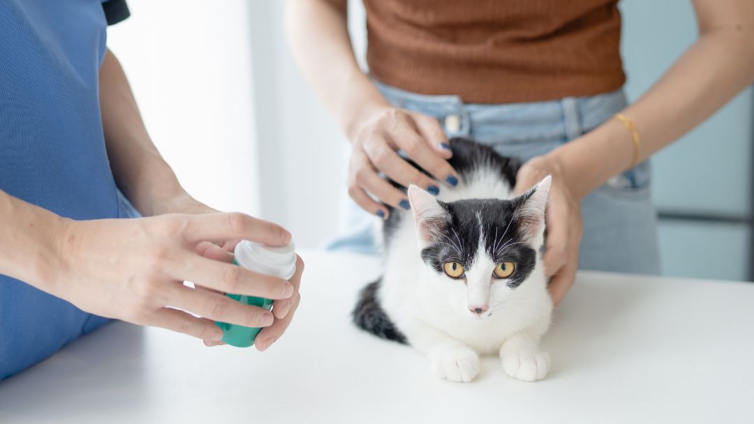 toxoplasmose-katze-untersuchung-behandlung Platz zur Toxoplasmose-Behandlung beim Tierarzt.