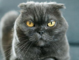 wutende-katze wutende katze