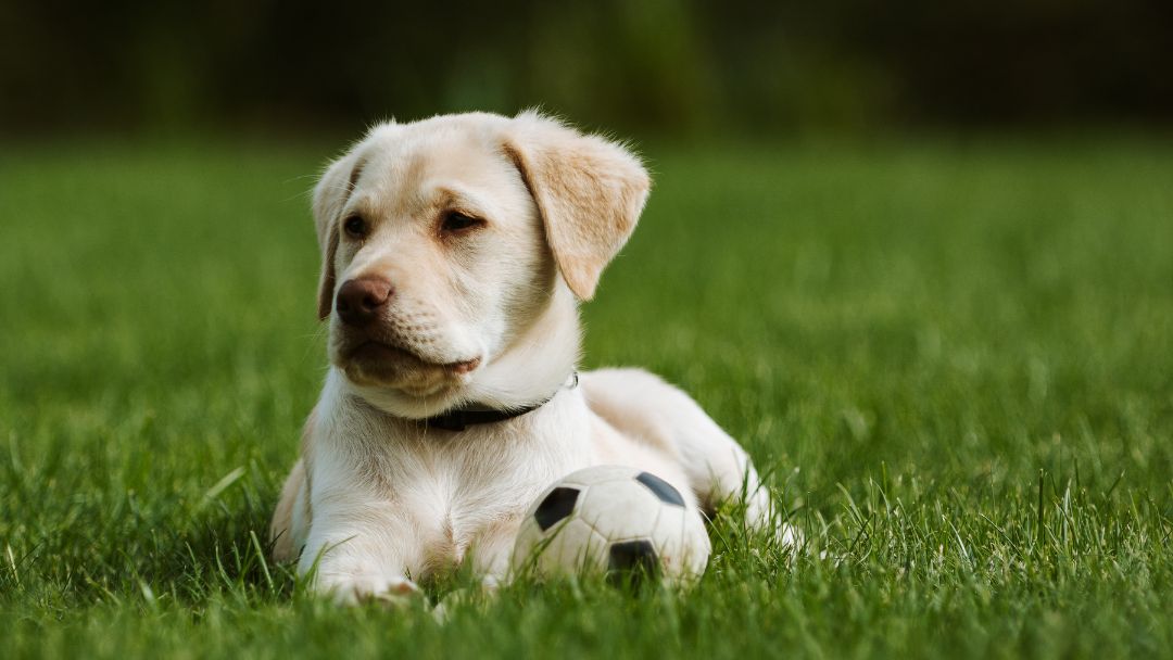 Hunderassen-labrador Hunderassen ABC Labrador