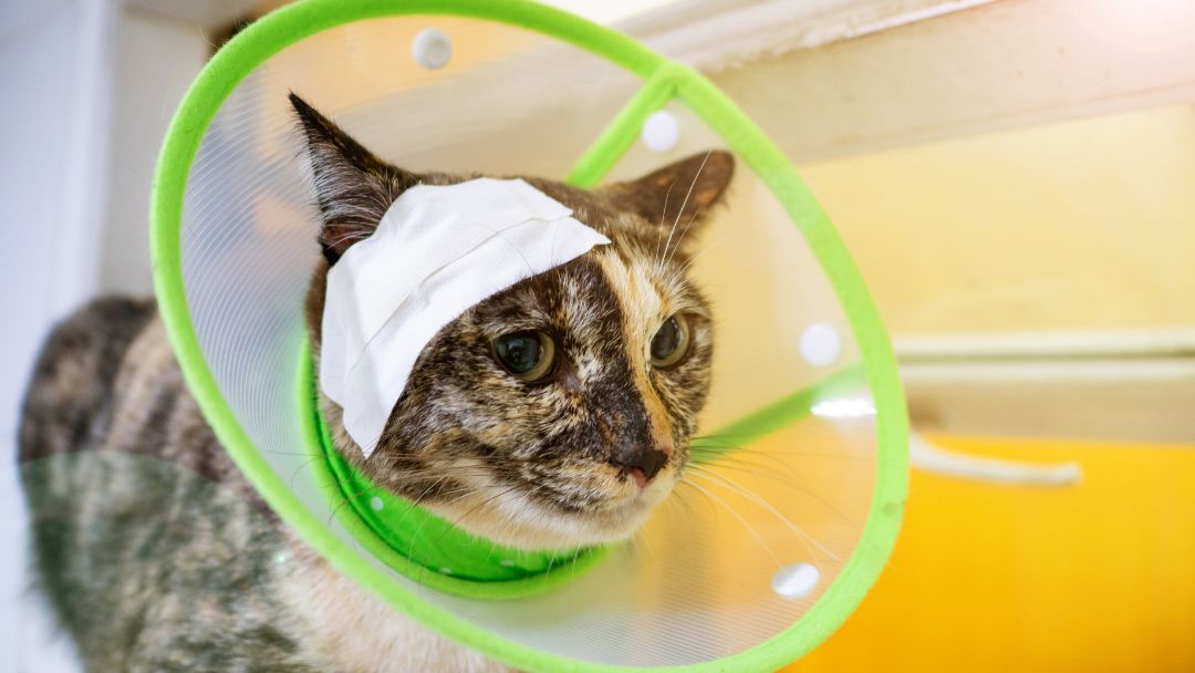 abszess-katze-behandlung-diagnose Katze mit Bandage auf den Kopf nach einer Abszessbehandlung.