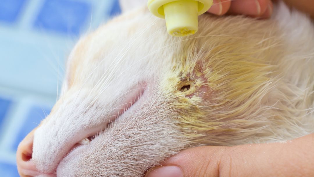 abszess-katze-prävention Katzen mit Wunde wird versorgt. Eine Wunde zu desinfizieren ist wichtig, um Abszesse bei Katzen vorzubeugen.