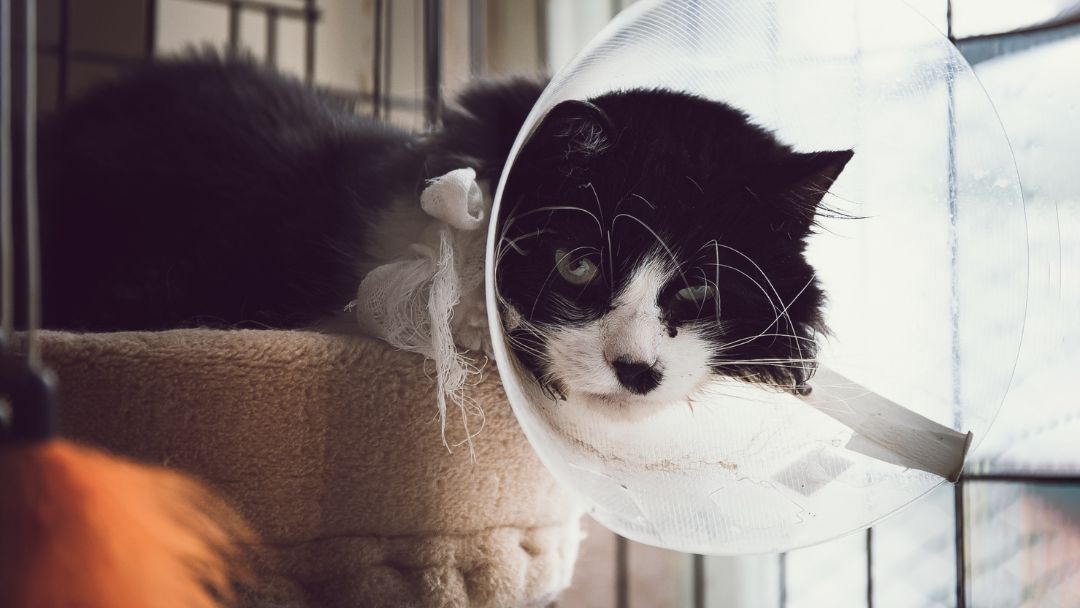 abszess-katze-symtome Katze nach Abszessoperation