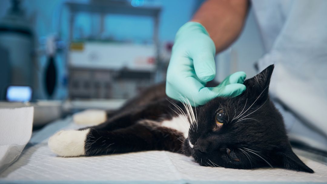 anämie-katze-behandlung-prävention Katze mit Anämie zur Untersuchung beim Tierarzt.