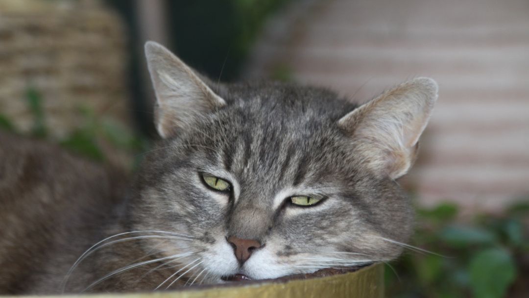 anämie-katze-diagnose Katze wirkt müde und schwach. Typische Symptome von Anämie bei Katzen.