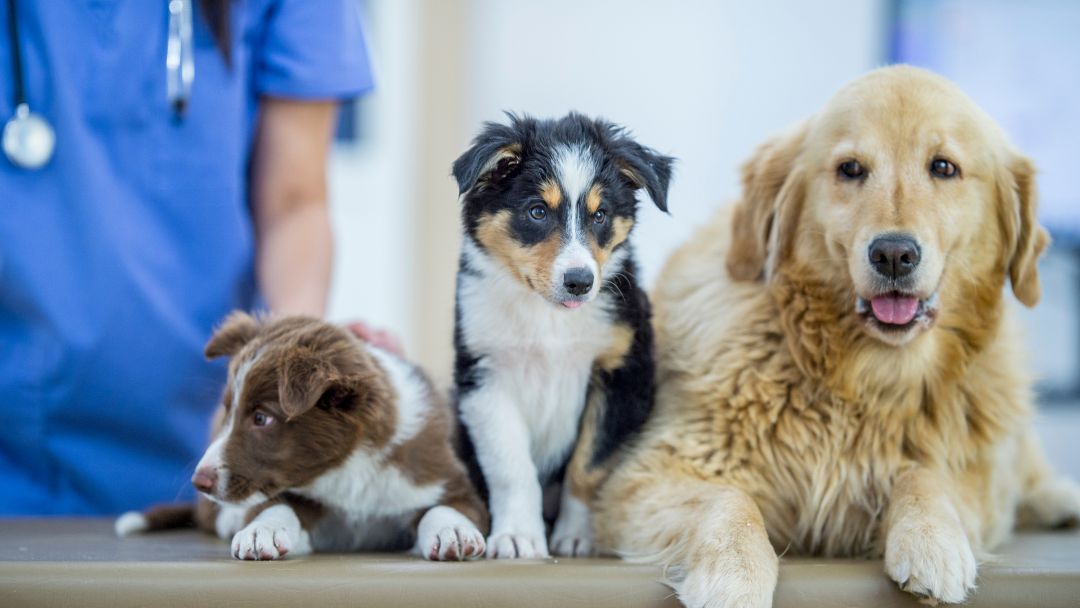 beste-hunde-op-versicherung Hunde beim Tierarzt