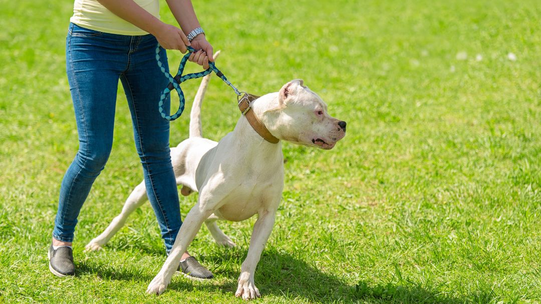 beste-hundehalterhaftpflicht-listenhunde Beste Hundehalterhaftpflicht für Listenhunde