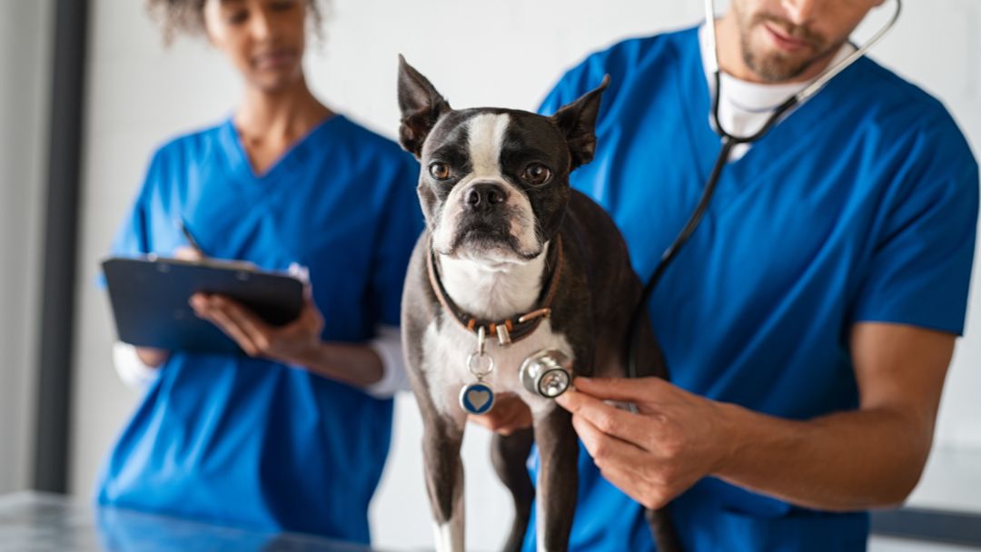 beste-hundekrankenversicherung-test Beste Hundekrankenversicherung Test